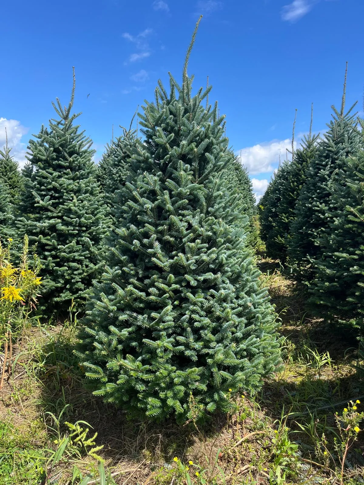 Fraser Fir Christmas Tree - Premium, Fresh Cut