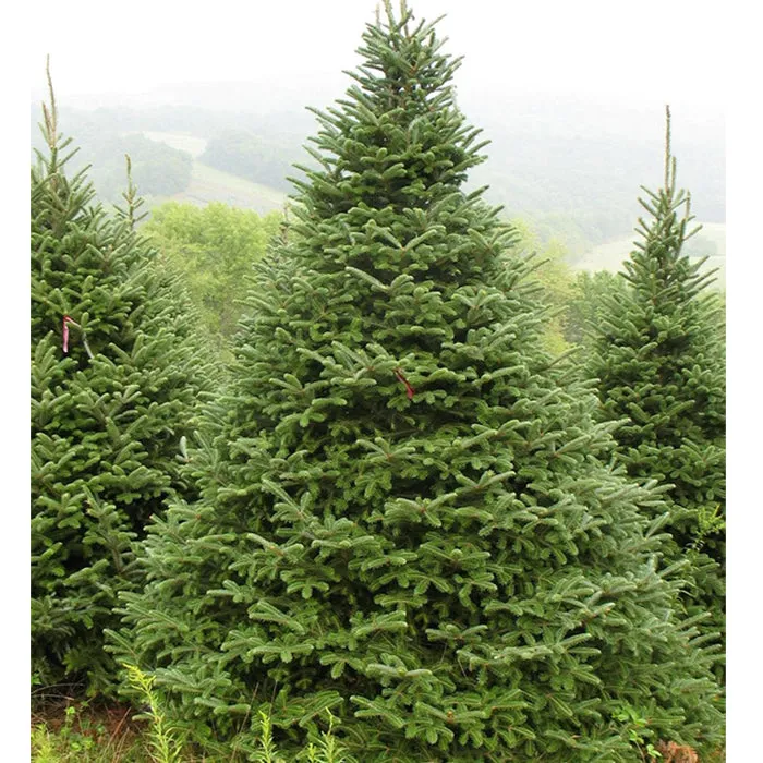 Fraser Fir Christmas Tree - Premium, Fresh Cut