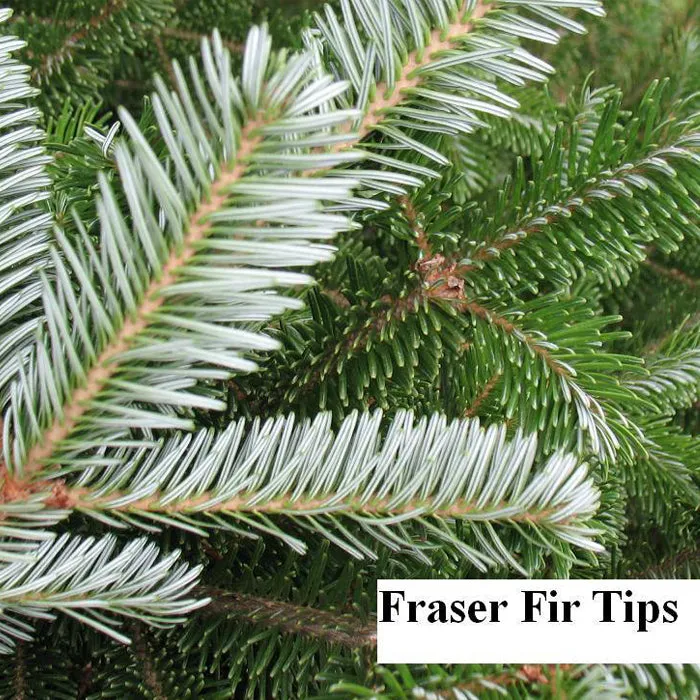 Fraser Fir Christmas Tree - Premium, Fresh Cut