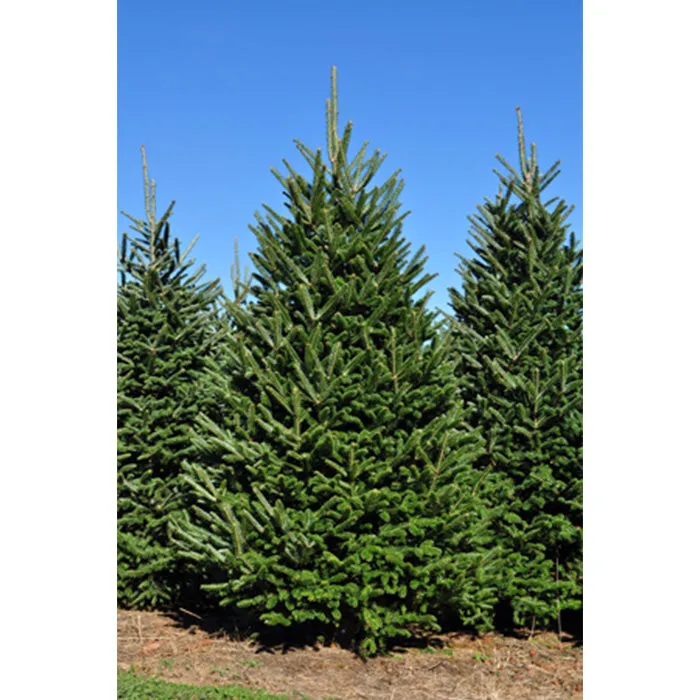 Fraser Fir Christmas Tree - Premium, Fresh Cut